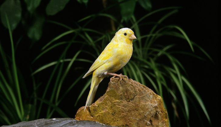 Canary in a coalmine