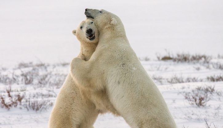 Bear Hug?