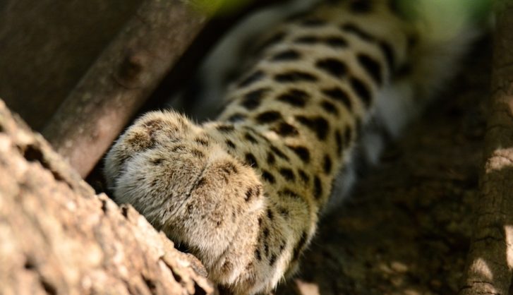 La garra del leopardo